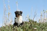 BERGER AUSTRALIEN PUPPIES 081